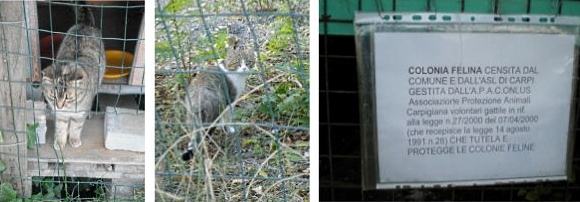 gestione-colonie-feline